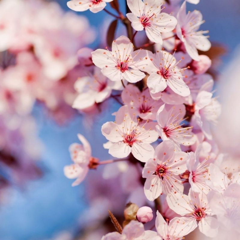 10 Best Cherry Blossom Wallpaper Desktop FULL HD 1920×1080 For PC Desktop 2024 free download japanese cherry tree sakura images cherry blossom hd wallpaper 2 800x800