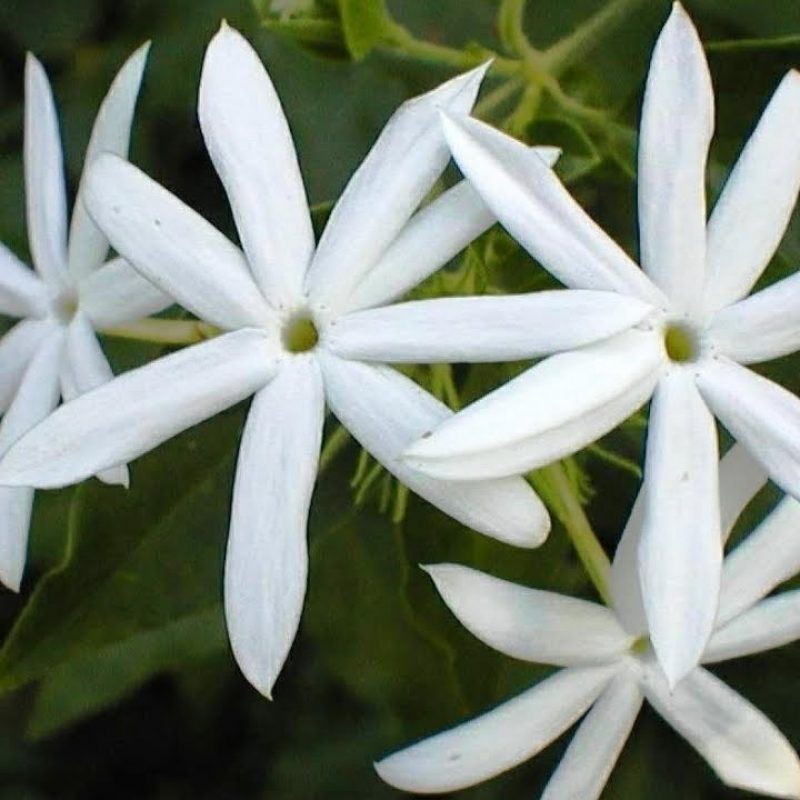10 Top Picture Of Jasmine Flower FULL HD 1080p For PC Desktop 2024 free download jasmine flower a symbol of affection and eternal love youtube 800x800