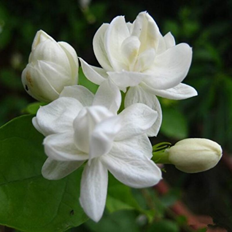 10 Top Picture Of Jasmine Flower FULL HD 1080p For PC Desktop 2024 free download jasmine flower tea 800x800