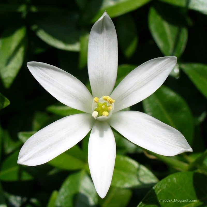 Jasmine Flower HD Image