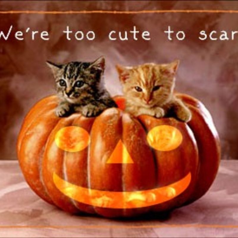 10 New Cute Halloween Kitten Wallpaper FULL HD 1080p For PC Desktop 2024 free download kitten vs halloween bowl video love meow 800x800