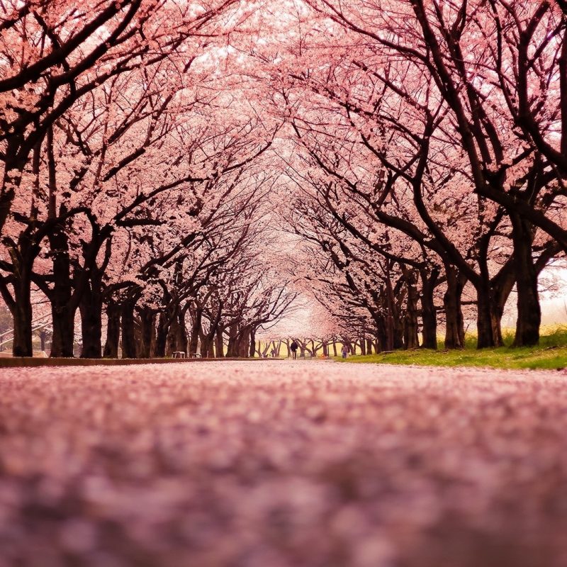 10 Most Popular Cherry Blossom Wallpaper Desktop 1920X1080 FULL HD 1920×1080 For PC Background 2024 free download landscape cherry blossom trees path nature wallpapers hd 800x800