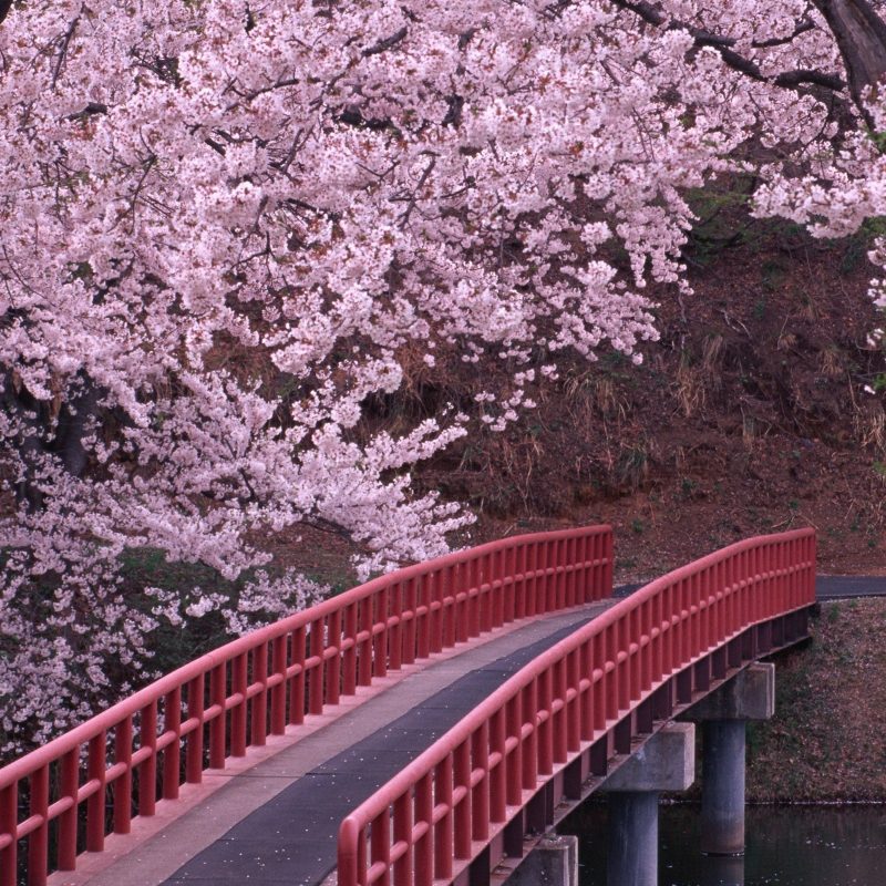 10 New Japanese Cherry Blossom Wallpaper Hd FULL HD 1920×1080 For PC Desktop 2024 free download landscapes cherry blossoms flowers bridges fresh new hd wallpaper 800x800