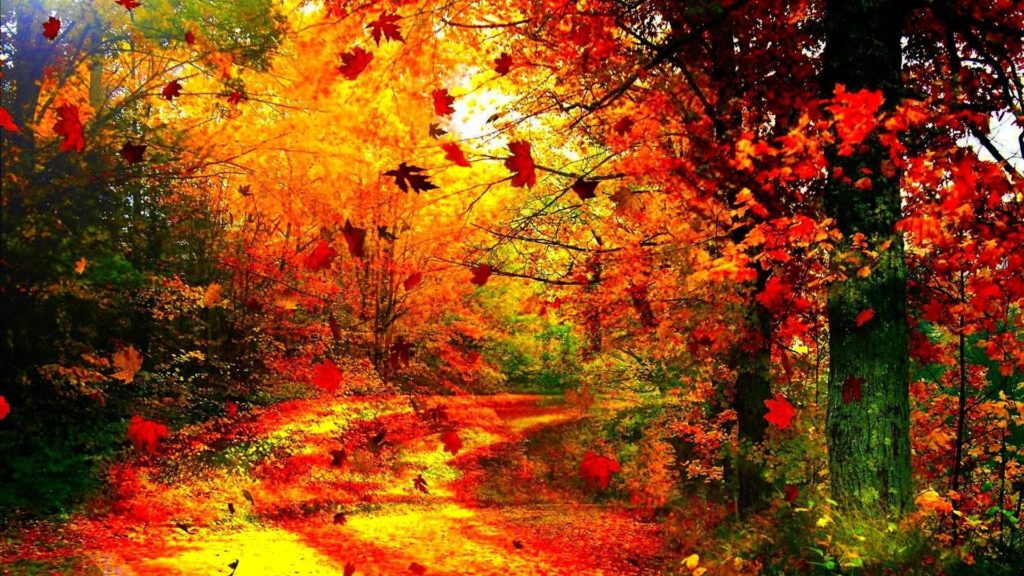 10 New Fall Trees Wallpaper Hd FULL HD 1080p For PC Background 2024 free download leaves autumn seasons landscape tree leaf color season nature 1024x576