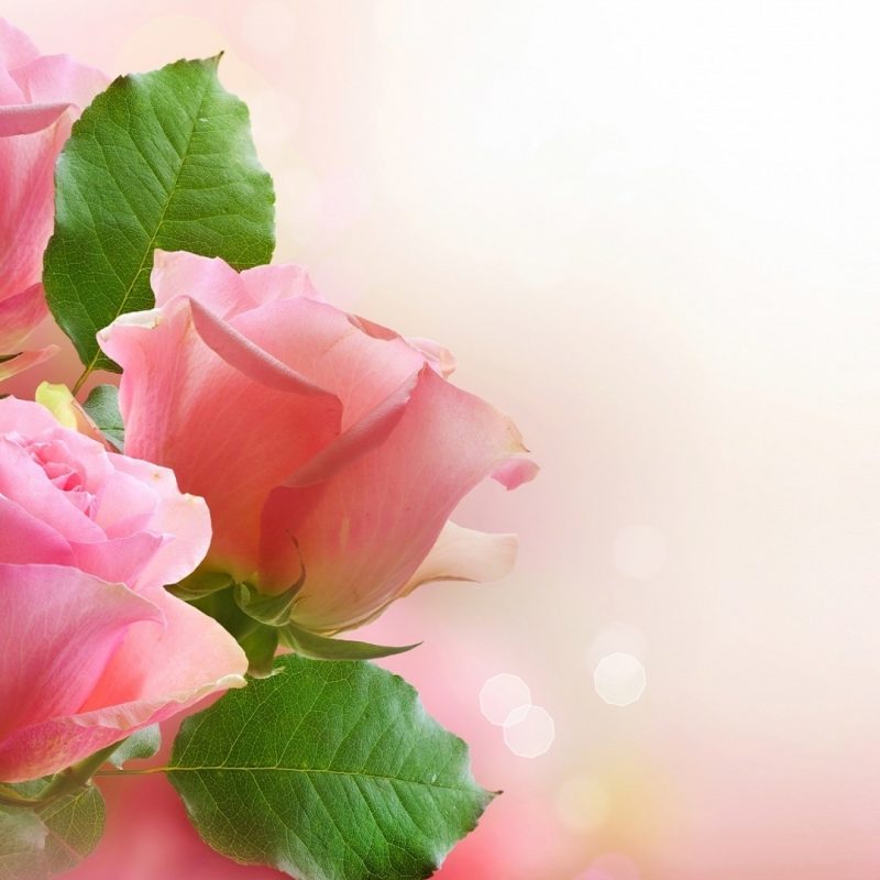 10 New Light Pink Rose Background FULL HD 1920×1080 For PC Desktop 2024 free download light pink roses background 12 background check all 800x800