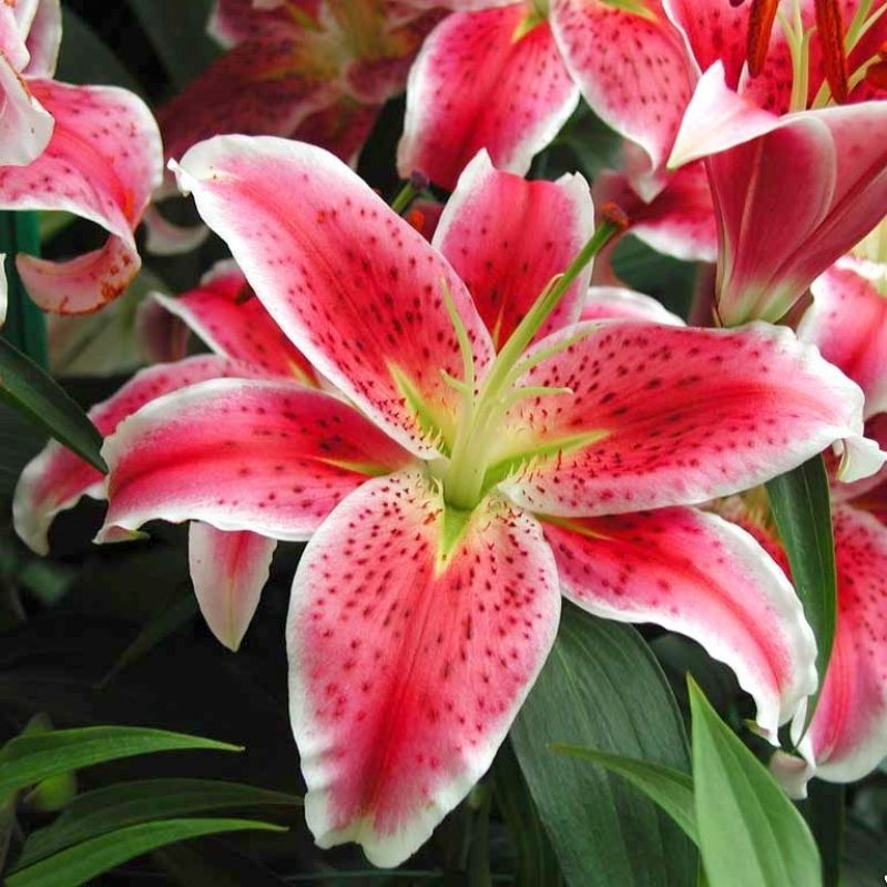 10 Top Pictures Of Tiger Lilies FULL HD 1080p For PC Desktop 2024 free download lilies garden pinterest beautiful flowers flower and tiger 800x800