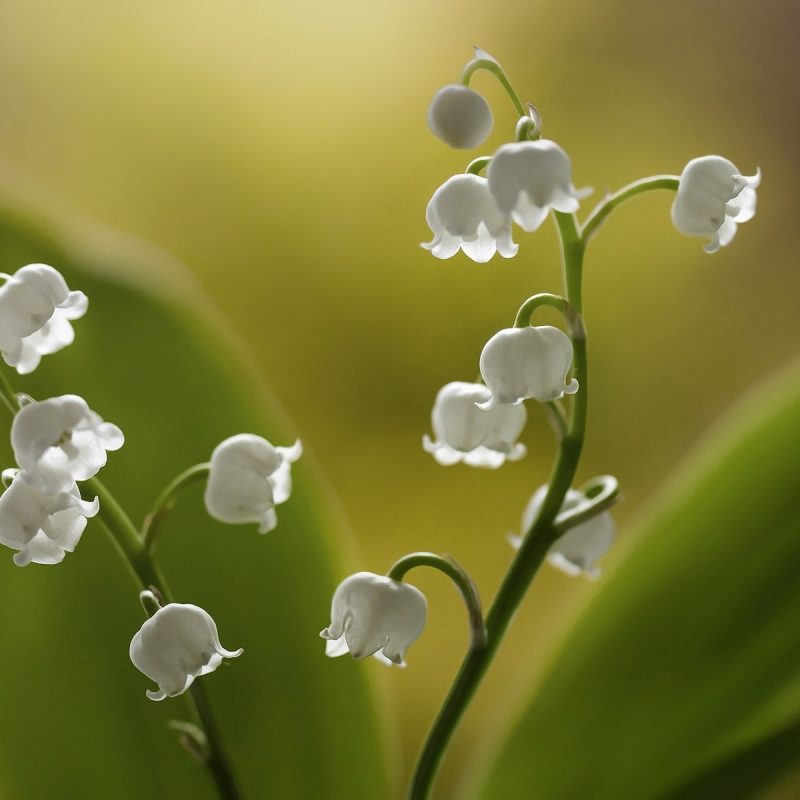 10 Top Lily Of The Valley Wallpapers FULL HD 1080p For PC Background 2024 free download lilies of the valley white little flowers wallpaper flowers 1 800x800