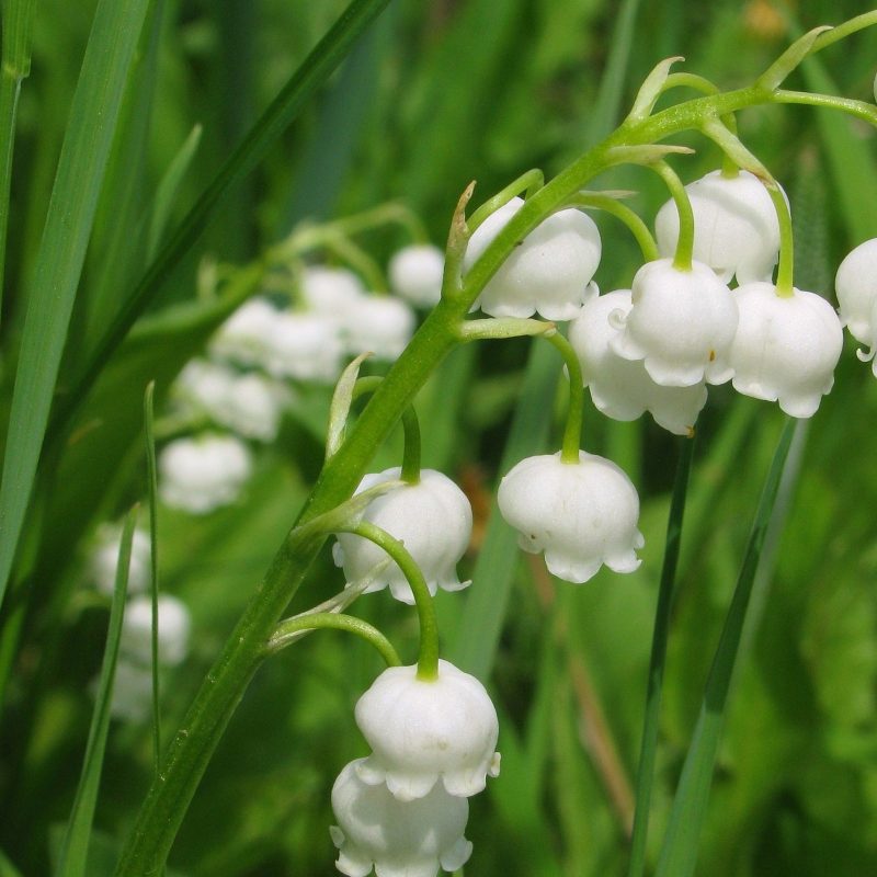 10 Most Popular Lily Of The Valley Wallpaper FULL HD 1920×1080 For PC Background 2024 free download lily of the valley 10 wallpaper flower wallpapers 37325 800x800