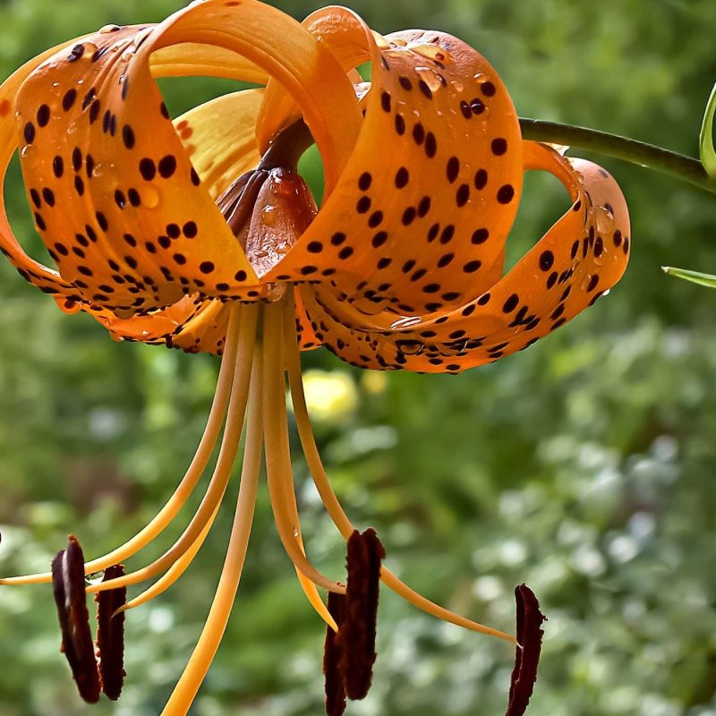 10 Best Images Of Tiger Lily FULL HD 1920×1080 For PC Background 2024 free download lily poisoning in dogs symptoms causes diagnosis treatment 1 800x800