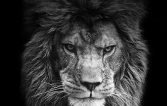 lion wallpaper - google keresés | animals | pinterest | lion
