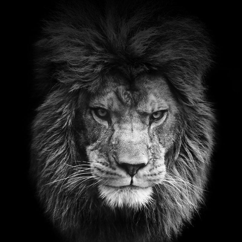 10 Best Angry Lion Wallpaper Black And White FULL HD 1080p For PC Desktop 2021 free download lion wallpaper google kereses animals pinterest lion 800x800