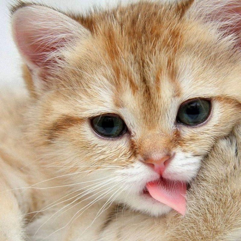 10 Top Cat Wallpapers Free Download FULL HD 1920×1080 For PC Desktop 2024 free download lovable images cute cat wallpapers free download beautiful cats 800x800