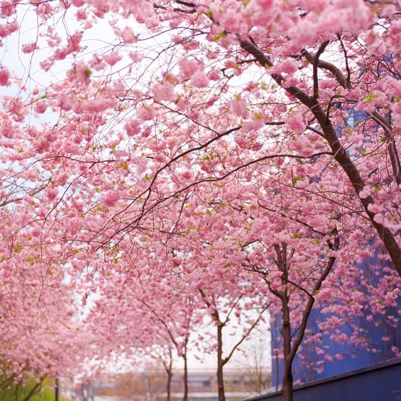 10 Top Cherry Blossom Tree Wallpaper Desktop FULL HD 1920×1080 For PC Desktop 2021 free download lovely cherry blossom wallpapers to brighten your desktop hd 800x800