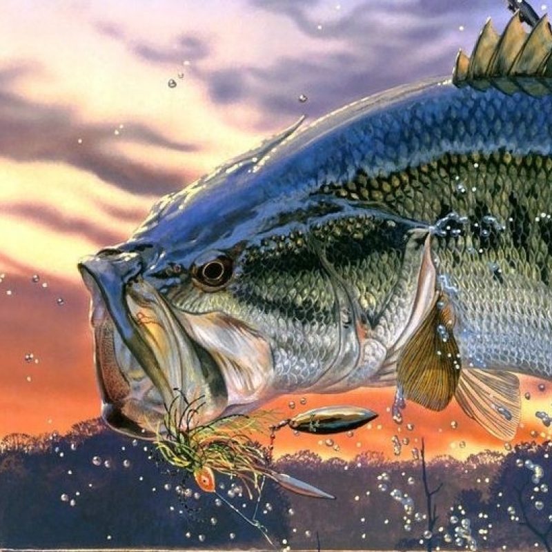 10 Best Bass Fishing Screen Saver FULL HD 1080p For PC Background 2024 free download lures 800x800