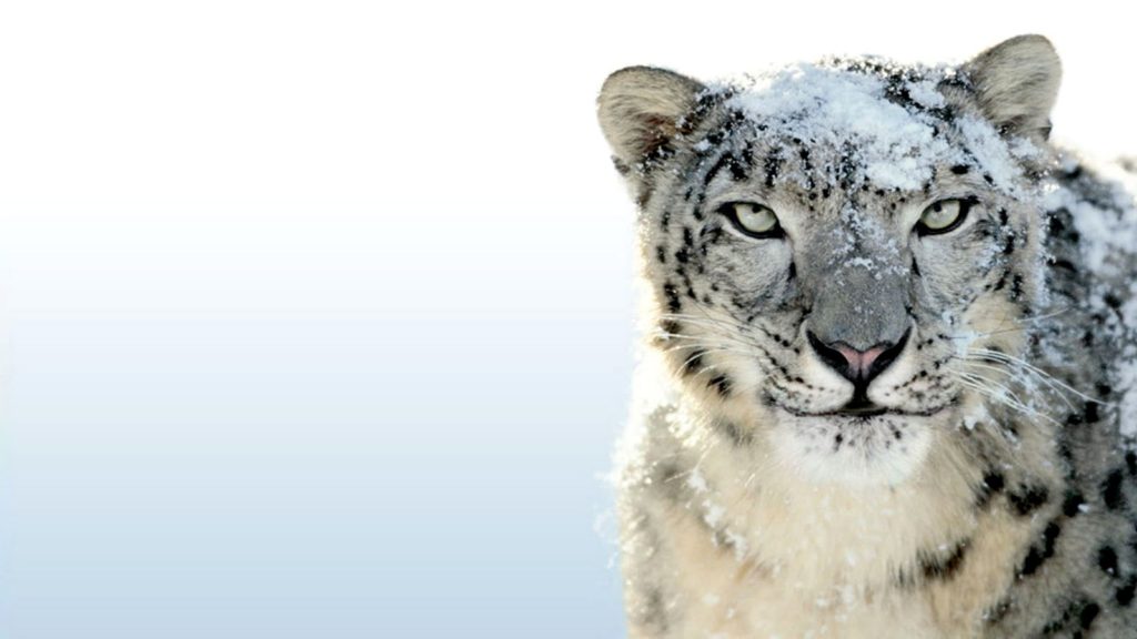 10 Most Popular Mac Snow Leopard Wallpapers FULL HD 1080p For PC Desktop 2024 free download mac os snow leopard wallpaper wallgemfree download 4k ultra 1024x576