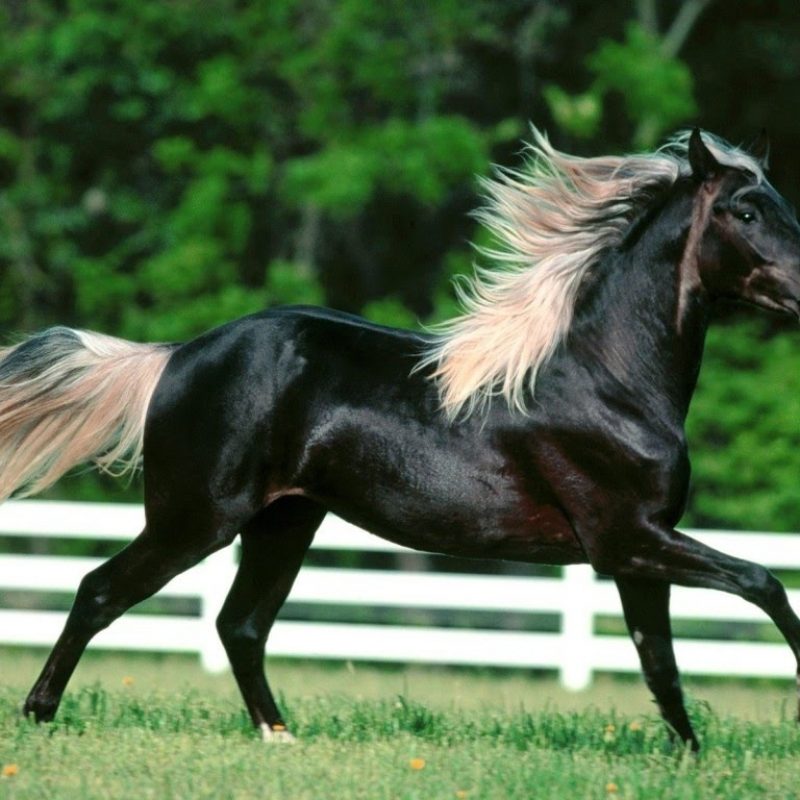 10 Latest Images Of Black Horses FULL HD 1080p For PC Background 2024 free download most beautiful arabian black horse the black beauty youtube 800x800