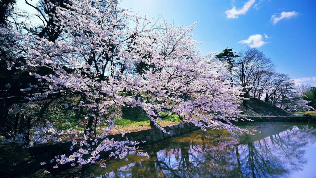 10 Top Free Early Spring Desktop Wallpaper FULL HD 1080p For PC Background 2024 free download new spring wallpaper for desktop free 46 diariovea 1024x576