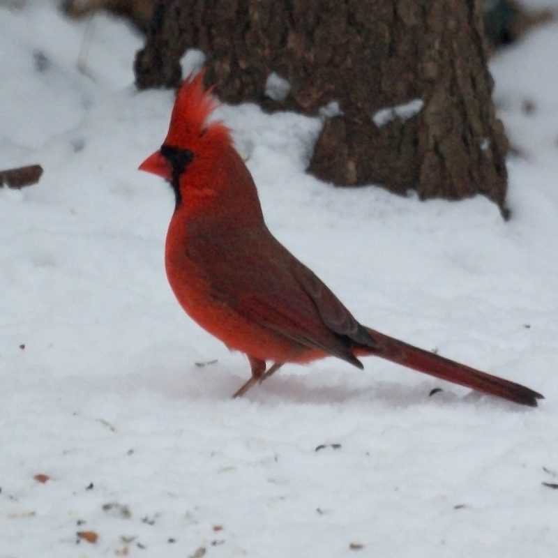 10 Best Cardinal Bird In Snow FULL HD 1080p For PC Background 2023 free download northern cardinal in the snow new jersey bird photos 800x800