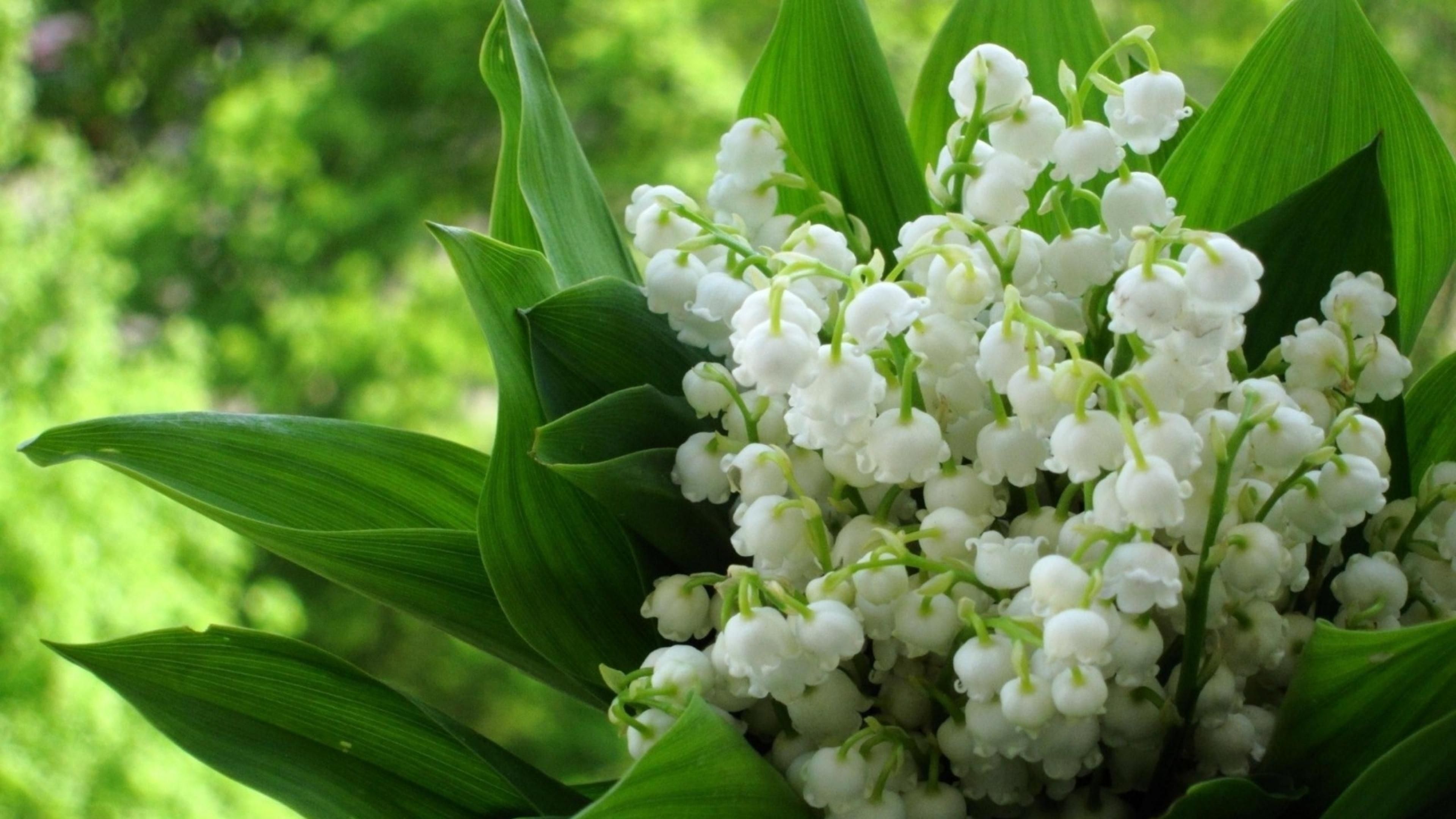 10 Most Popular Lily Of The Valley Wallpaper FULL HD 1920×