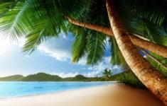 palm tree beach wallpapers - wallpaper cave