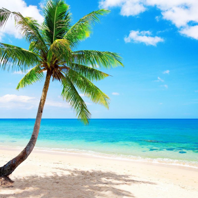 10 Latest Palm Tree Beach Wallpaper FULL HD 1920×1080 For PC Background 2024 free download palm tree on paradise beach hd wallpaper download hd palm tree on 800x800