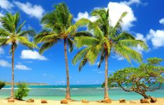 palm tree wallpapers - wallpaper cave