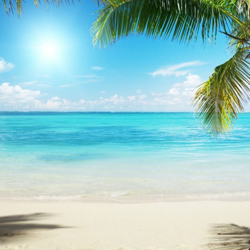 10 Latest Palm Tree Beach Wallpaper FULL HD 1920×1080 For PC Background 2024 free download palm trees beach google search painting pinterest palm trees 800x800