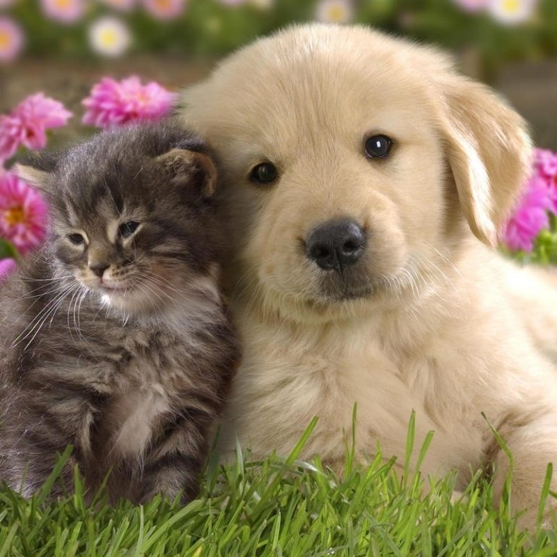 10 Latest Golden Retriever Puppies Wallpaper FULL HD 1920×1080 For PC Background 2024 free download parents with huge secret retriever puppies animal and cat 800x800