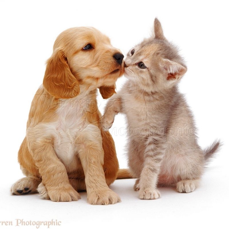 10 Most Popular Puppies And Kittens Pics FULL HD 1920×1080 For PC Desktop 2024 free download pets cocker spaniel puppy kissing a kitten photo wp09019 800x800