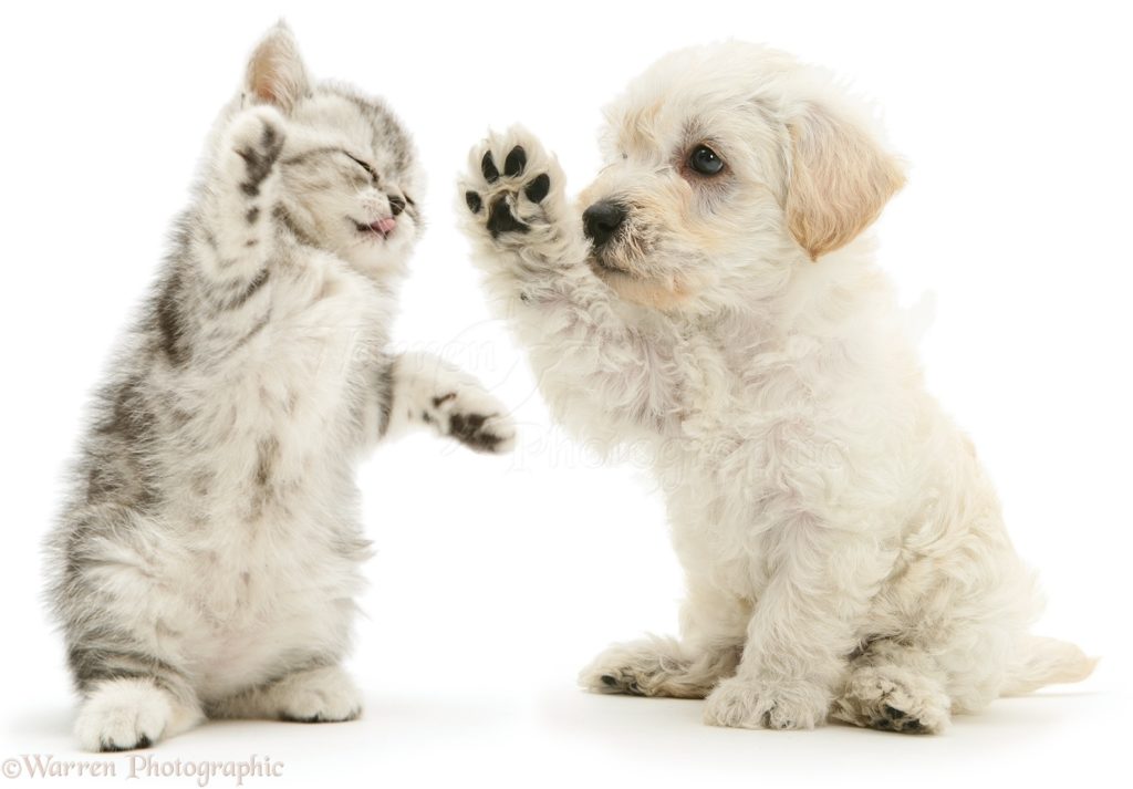 10 New Puppies And Kittens Backgrounds FULL HD 1080p For PC Desktop 2024 free download pets woodle puppy and kitten boxing photo wp16066 1024x713