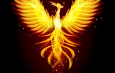 phoenix bird royalty free vector image - vectorstock
