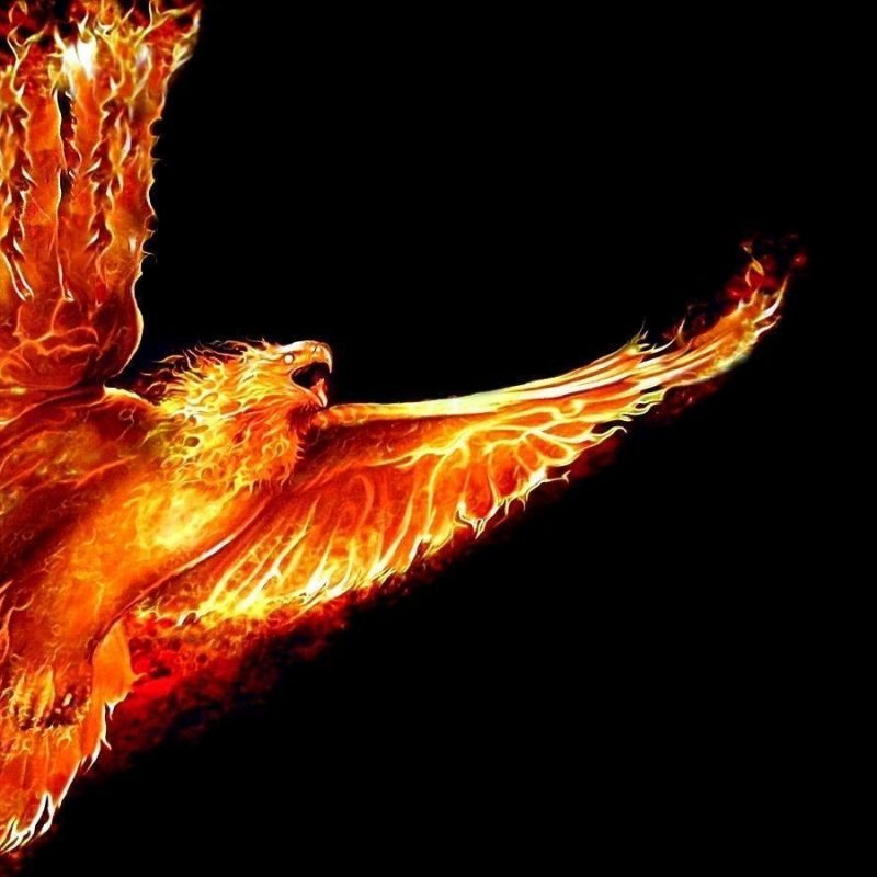 10 Top Cool Phoenix Bird Wallpaper FULL HD 1080p For PC Desktop 2024 free download phoenix bird wallpapers wallpaper cave 800x800