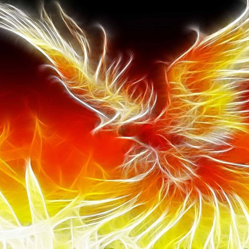 10 Top Cool Phoenix Bird Wallpaper FULL HD 1080p For PC Desktop 2024 free download phoenix wallpapers collection of phoenix backgrounds phoenix hdq 800x800