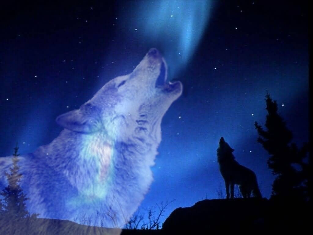 10 Latest Pics Of Wolf Howling At The Moon FULL HD 1920×1080 For PC Desktop 2021 free download pics of wolves howling at the moon wolf howling at the moon 1024x768