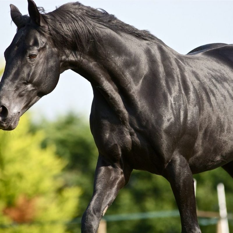 10 Latest Images Of Black Horses FULL HD 1080p For PC Background 2024 free download pinfilipe altino on horse pinterest black stallion black 800x800