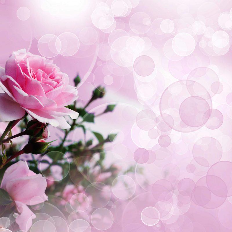 10 Latest Pink Rose Background Wallpaper FULL HD 1920×1080 For PC Background 2024 free download pink rose wallpaper 800x800