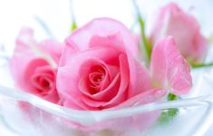 pink rose wallpapers images ~ desktop wallpaper box