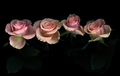 pink roses on black background photographphotographmagda indigo