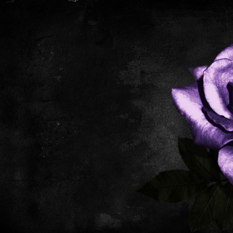 10 Most Popular Black And Purple Flower Wallpaper FULL HD 1920×1080 For PC Background 2021 free download pinnoor fatima on flowers wallpapers pinterest hd images 800x800