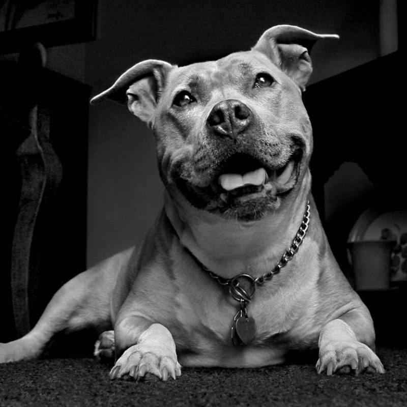 10 New Wallpaper Of Pit Bulls FULL HD 1080p For PC Desktop 2021 free download pit bull wallpapers wallpaper cave 800x800