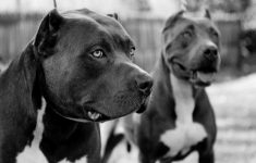 pitbull wallpapers two pitbulls in black and white | dogs wallpapers