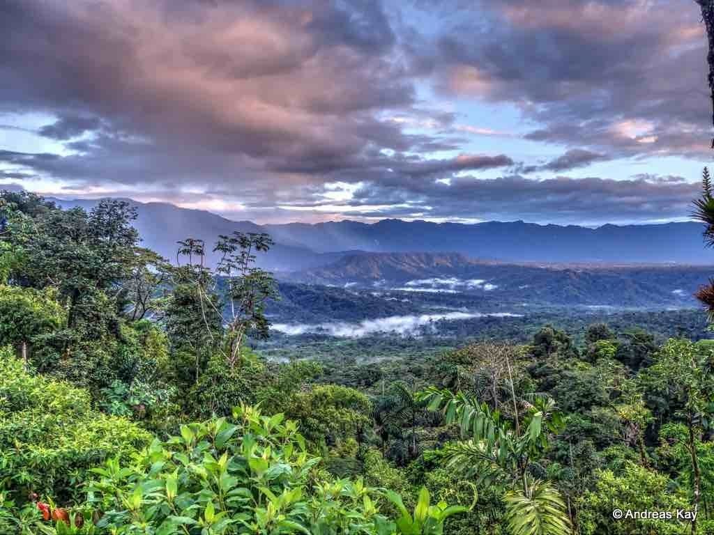 10 New Pics Of The Amazon Rainforest FULL HD 1920×1080 For PC Desktop 2021 free download planting positive change with 73 million more trees in amazon 1024x768