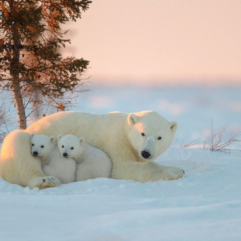10 New Baby Polar Bear Wallpaper FULL HD 1080p For PC Background 2024 free download polar bear wallpapers picture animals wallpapers pinterest 800x800