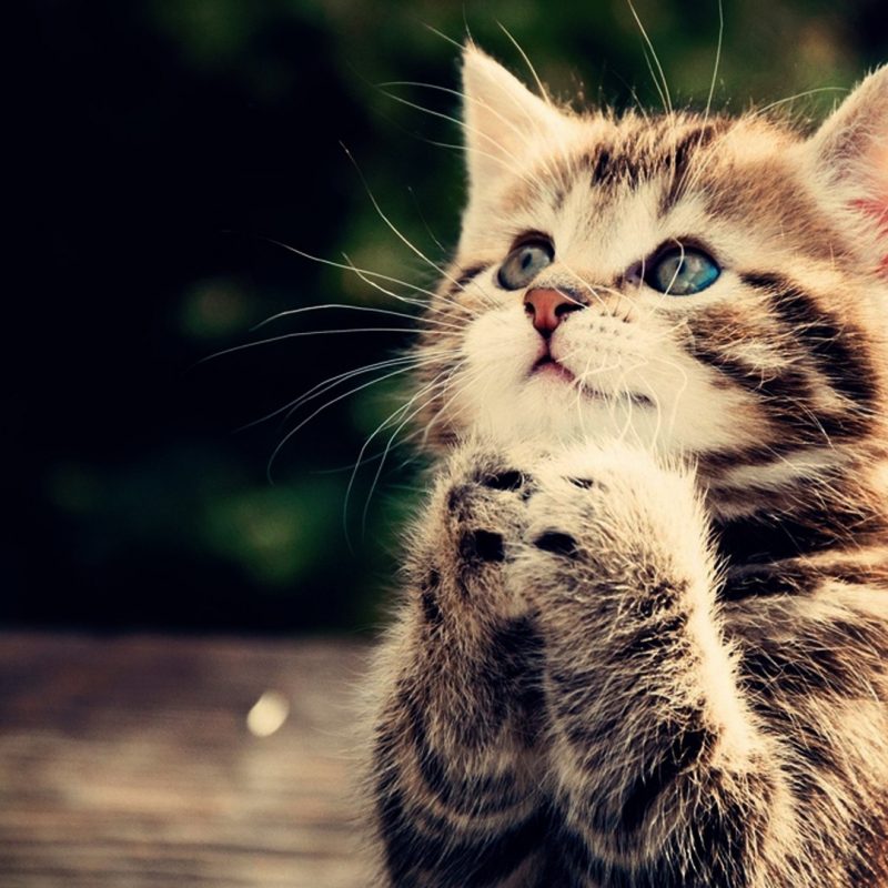 10 Most Popular Wallpapers Of Cute Animals FULL HD 1920×1080 For PC Background 2024 free download praying kitten full hd wallpaper cute animal picture 1080p 800x800