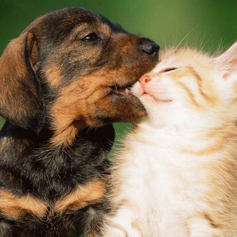 10 Most Popular Pictures Of Puppies And Kitties FULL HD 1080p For PC Background 2021 free download puppies and kittens playing together compilation 2017 youtube 1 800x800