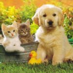 puppies and kittens wallpapers - wallpaper cave