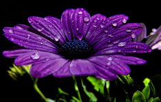 purple flowers 14034 2560x1600 px ~ hdwallsource