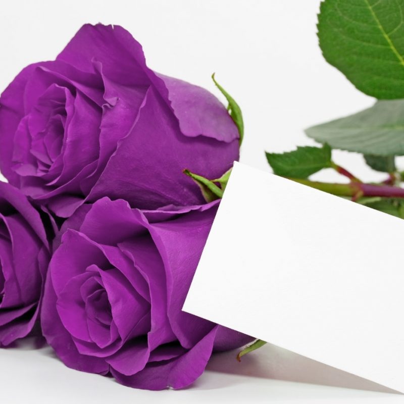 10 Latest Photos Of Purple Roses FULL HD 1920×1080 For PC Background 2024 free download purple roses 31130 flowers photo flowers 800x800