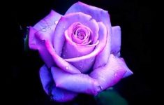 purple roses - youtube