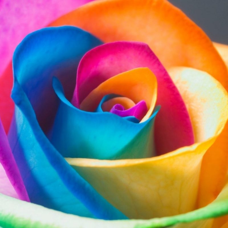 10 Best Rainbow Flower Wallpaper Desktop FULL HD 1920×1080 For PC Background 2024 free download rainbow flower wallpaper c2b7e291a0 800x800
